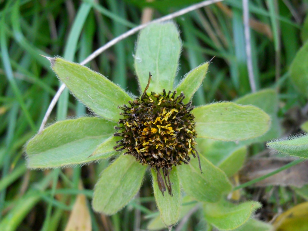 Asteracea 2 - Pallenis spinosa